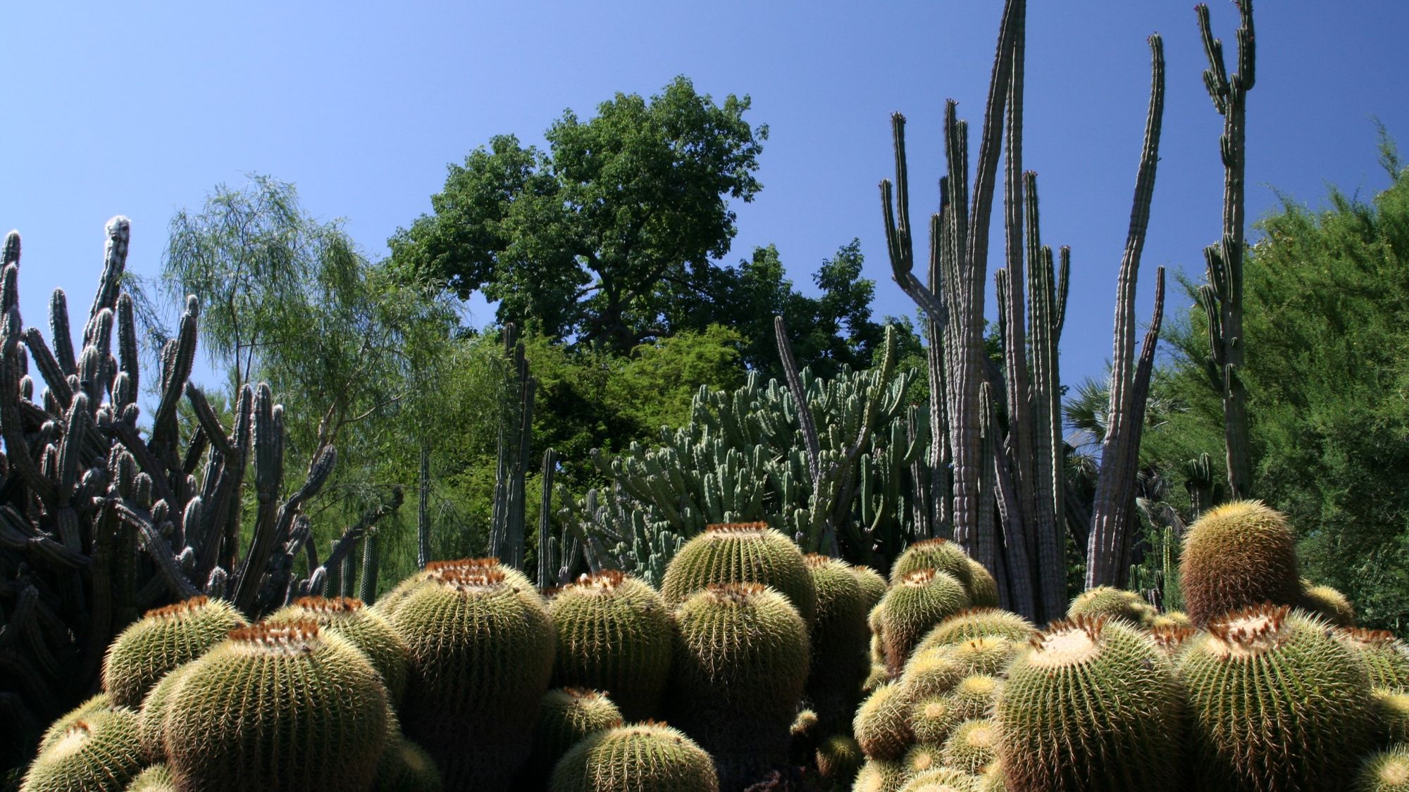A desert garden of barrel cacti and tall columnar cacti under blue sky