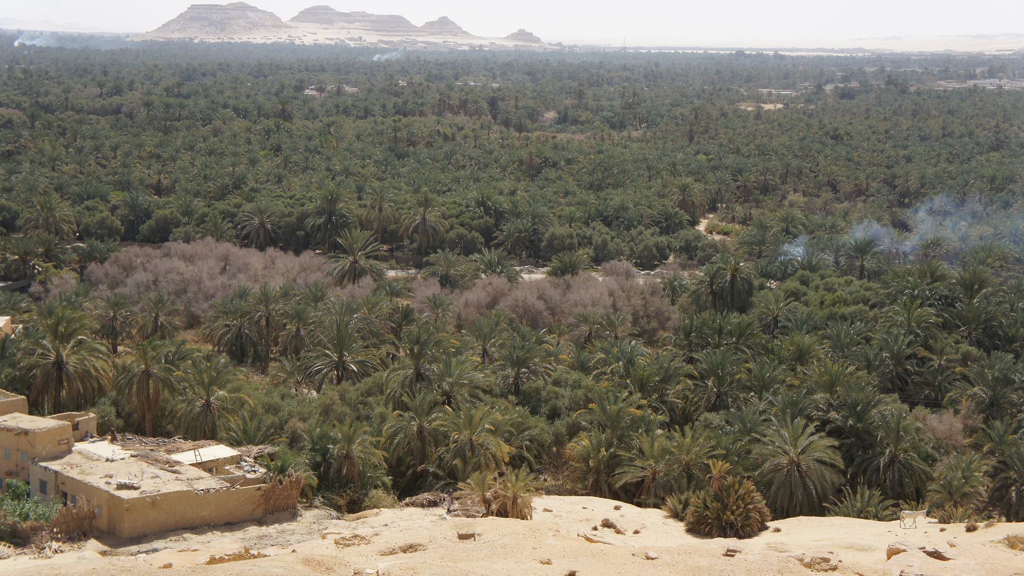 An oasis of date palms seen from a rocky ledge