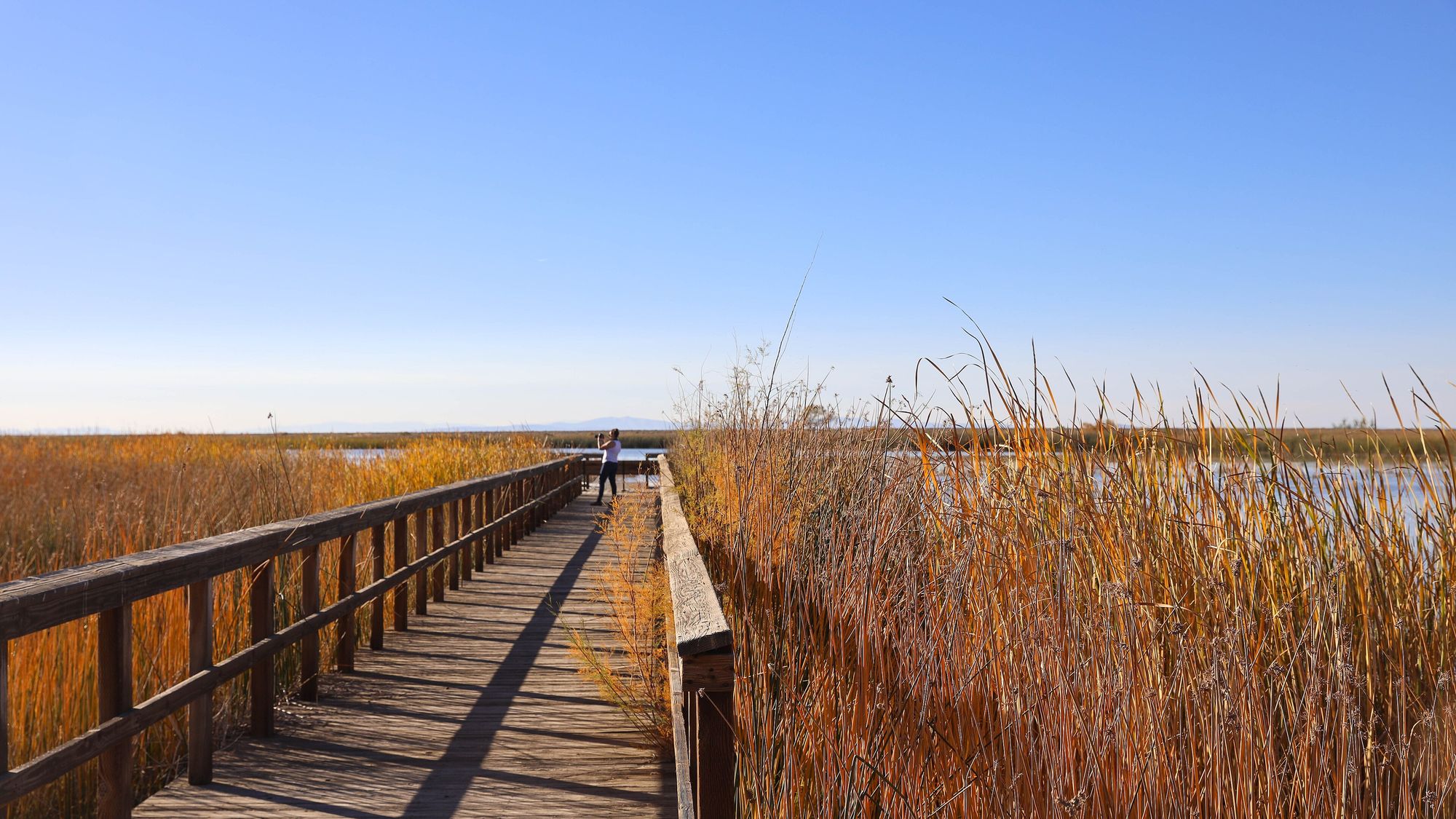 A timber boardwalk running through golden reeds
