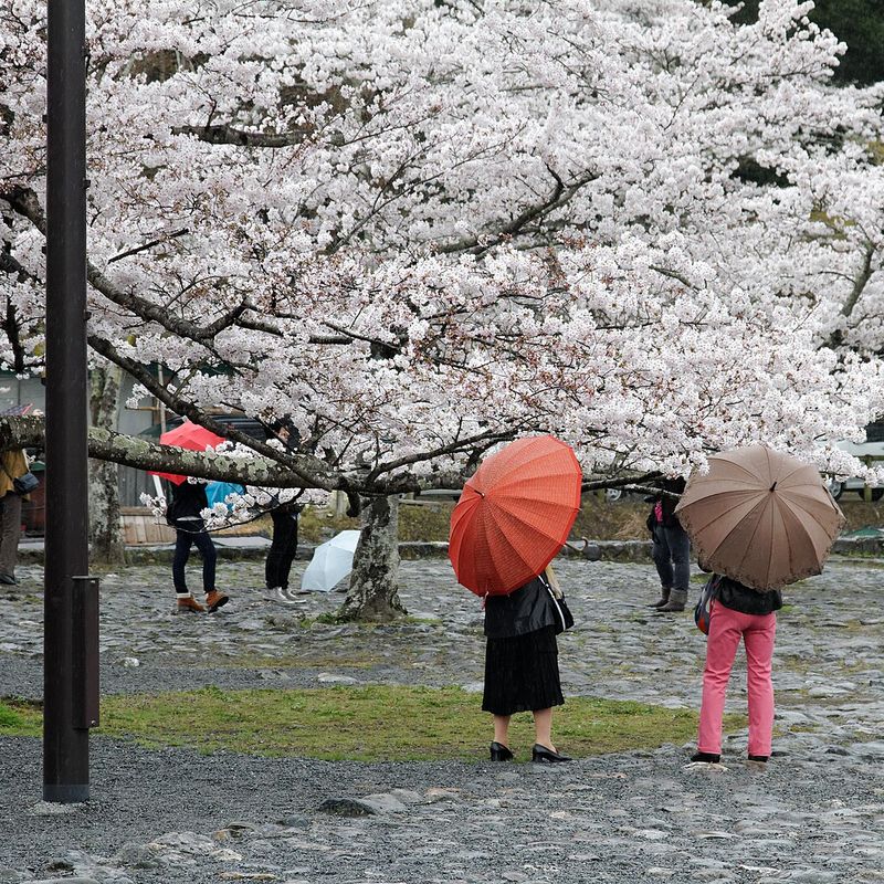 Cherry blossom and umbrellas in Kyoto